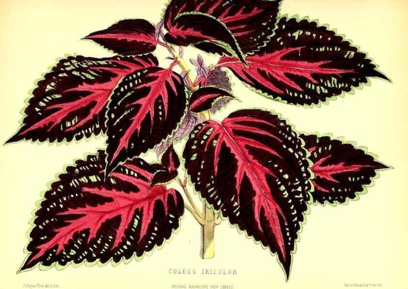 Reproducción/Reproduction 49679887348: The floral magazine;. London,L. Reeve & Co.. 
