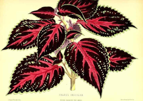 Reproducción/Reproduction 49679887348: The floral magazine;. London,L. Reeve & Co.. 