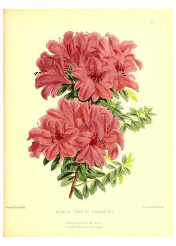 Reproducción/Reproduction 49680710197: The floral magazine;. London,L. Reeve & Co.. 