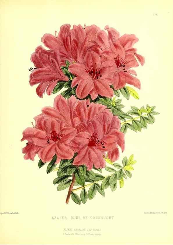 Reproducción/Reproduction 49680710197: The floral magazine;. London,L. Reeve & Co.. 