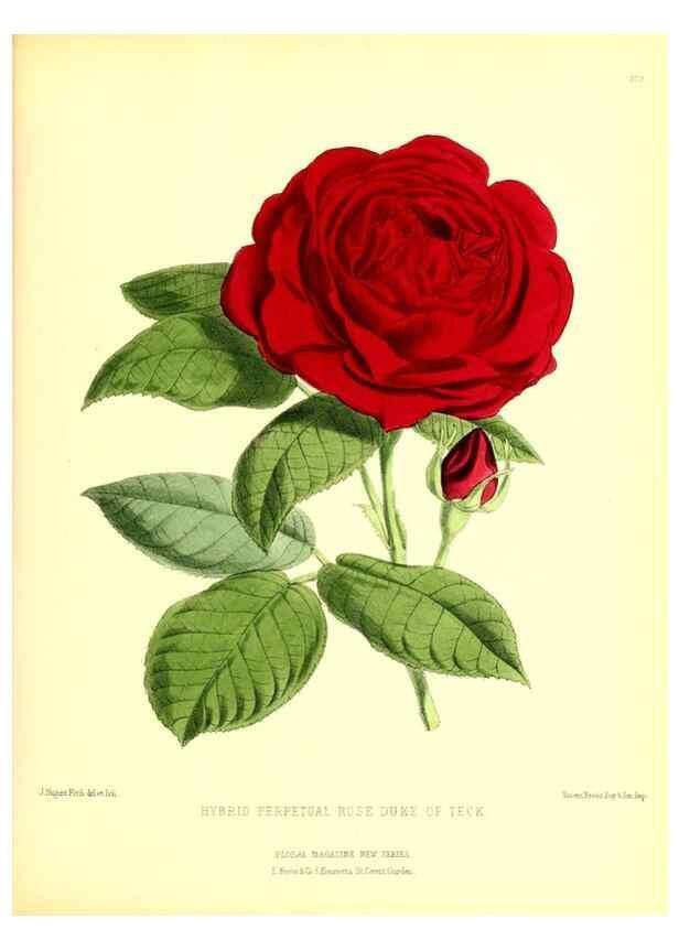 Reproducción/Reproduction 49680419476: The floral magazine;. London,L. Reeve & Co.. 