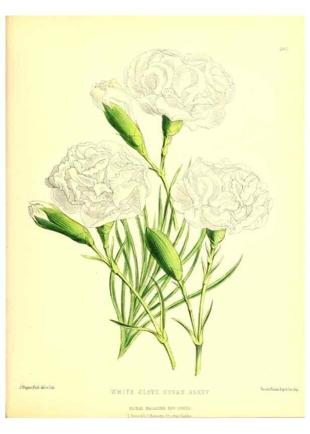 Reproducción/Reproduction 49679888173: The floral magazine;. London,L. Reeve & Co.. 