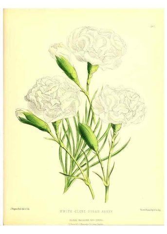 Reproducción/Reproduction 49679888173: The floral magazine;. London,L. Reeve & Co.. 