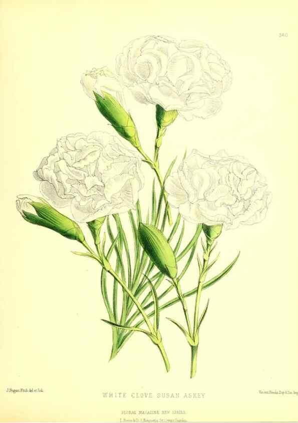 Reproducción/Reproduction 49679888173: The floral magazine;. London,L. Reeve & Co.. 