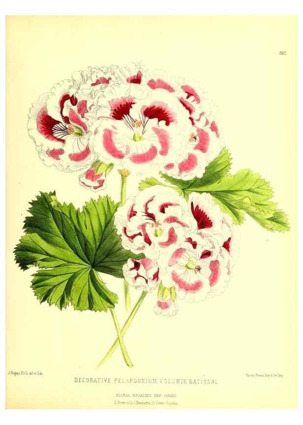 Reproducción/Reproduction 49680711217: The floral magazine;. London,L. Reeve & Co.. 