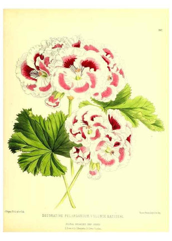 Reproducción/Reproduction 49680711217: The floral magazine;. London,L. Reeve & Co.. 