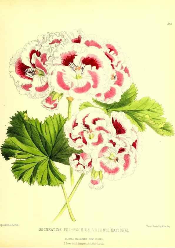 Reproducción/Reproduction 49680711217: The floral magazine;. London,L. Reeve & Co.. 