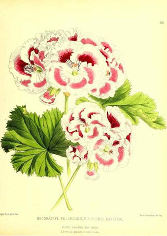 Reproducción/Reproduction 49680711217: The floral magazine;. London,L. Reeve & Co.. 