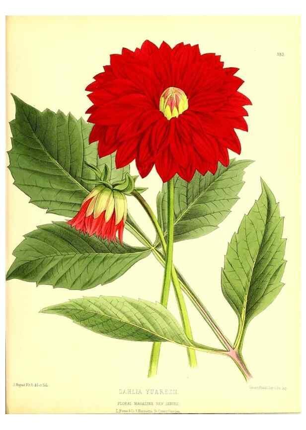 Reproducción/Reproduction 49680711437: The floral magazine;. London,L. Reeve & Co.. 