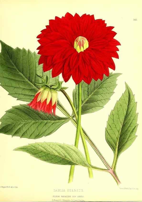 Reproducción/Reproduction 49680711437: The floral magazine;. London,L. Reeve & Co.. 