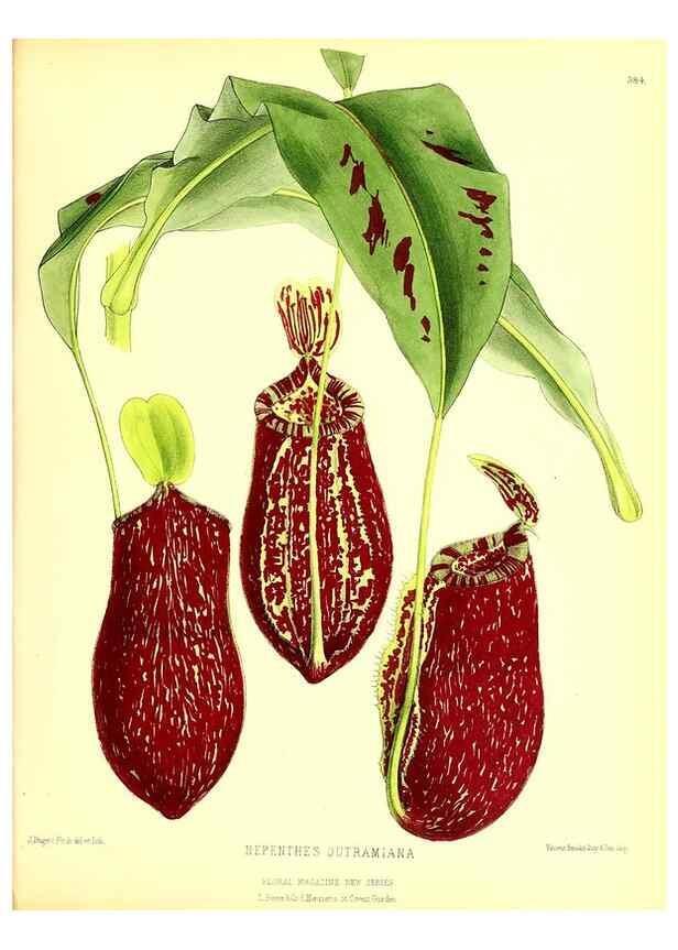 Reproducción/Reproduction 49679889078: The floral magazine;. London,L. Reeve & Co.. 