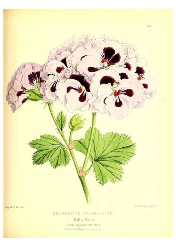 Reproducción/Reproduction 49679885793: The floral magazine;. London,L. Reeve & Co.. 