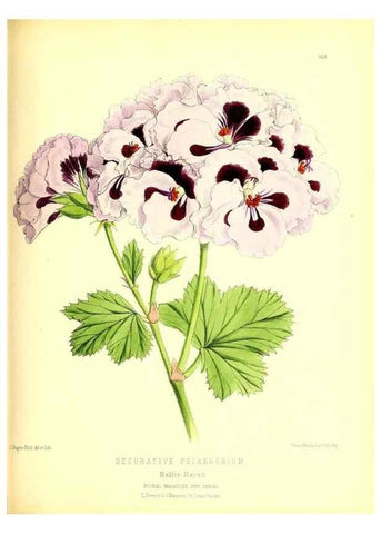 Reproducción/Reproduction 49679885793: The floral magazine;. London,L. Reeve & Co.. 