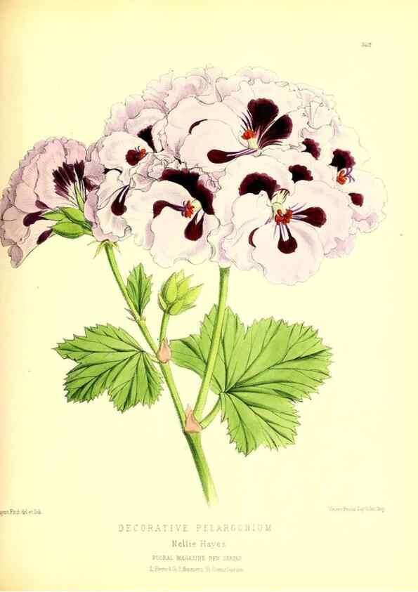 Reproducción/Reproduction 49679885793: The floral magazine;. London,L. Reeve & Co.. 