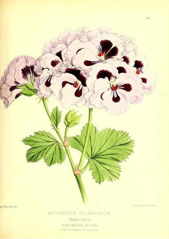 Reproducción/Reproduction 49679885793: The floral magazine;. London,L. Reeve & Co.. 