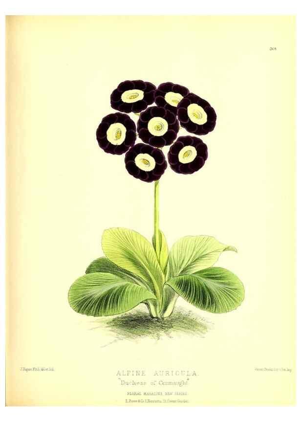 Reproducción/Reproduction 49680417341: The floral magazine;. London,L. Reeve & Co.. 