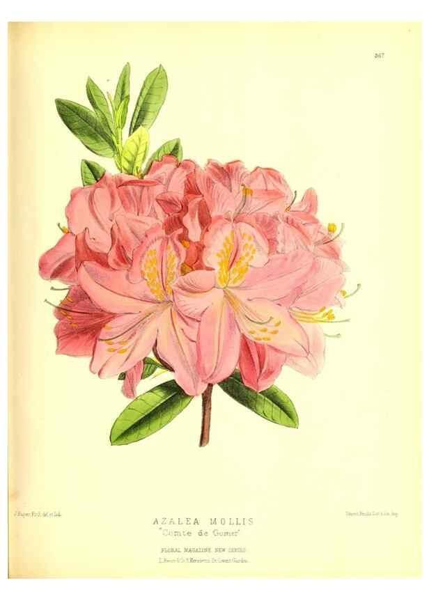 Reproducción/Reproduction 49679885358: The floral magazine;. London,L. Reeve & Co.. 