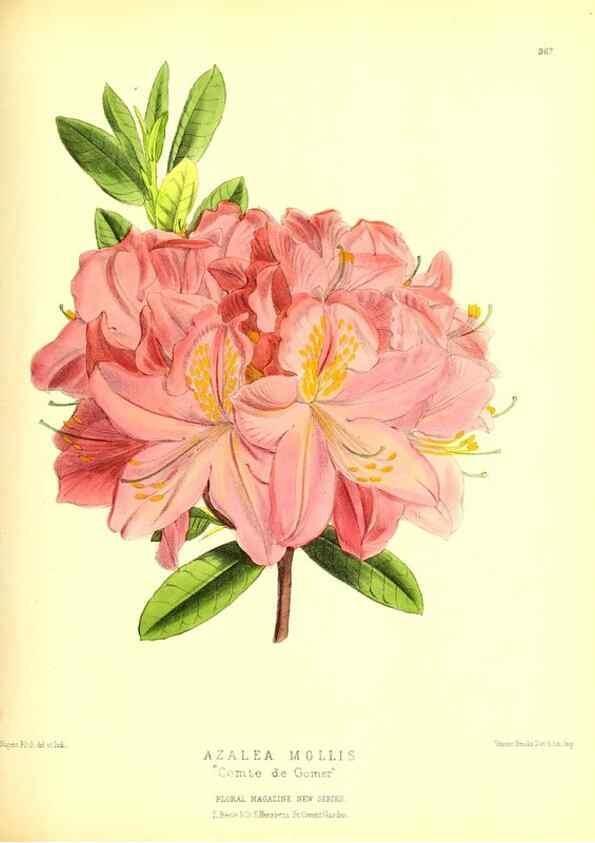Reproducción/Reproduction 49679885358: The floral magazine;. London,L. Reeve & Co.. 