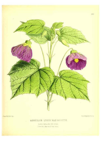 Reproducción/Reproduction 49679881788: The floral magazine;. London,L. Reeve & Co.. 