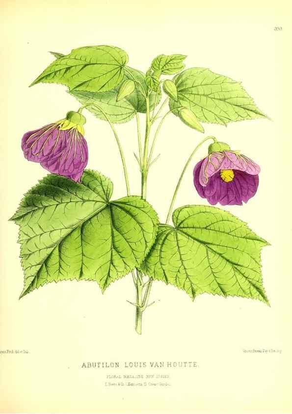 Reproducción/Reproduction 49679881788: The floral magazine;. London,L. Reeve & Co.. 