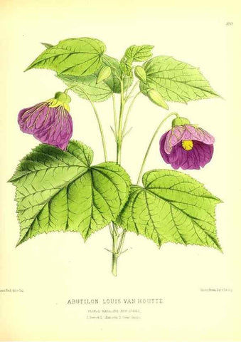 Reproducción/Reproduction 49679881788: The floral magazine;. London,L. Reeve & Co.. 
