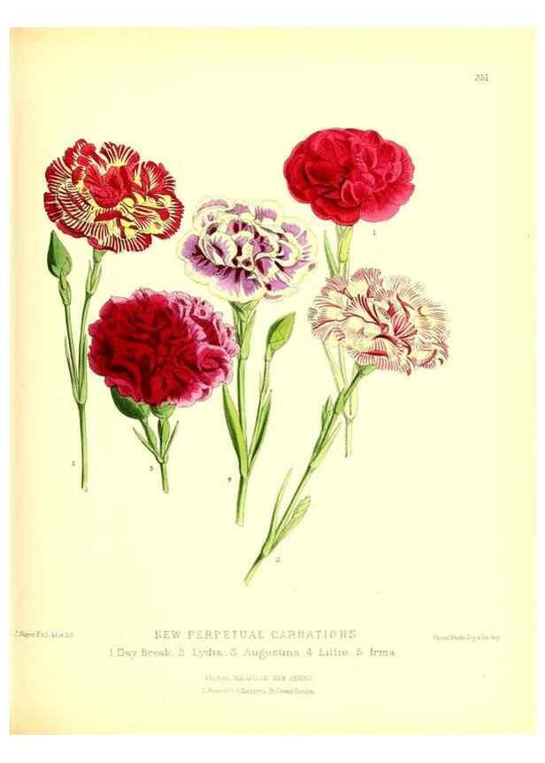 Reproducción/Reproduction 49680413906: The floral magazine;. London,L. Reeve & Co.. 