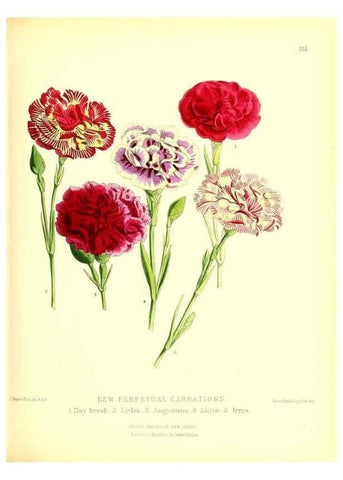 Reproducción/Reproduction 49680413906: The floral magazine;. London,L. Reeve & Co.. 