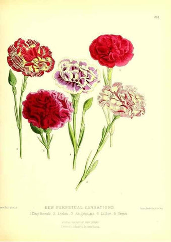 Reproducción/Reproduction 49680413906: The floral magazine;. London,L. Reeve & Co.. 