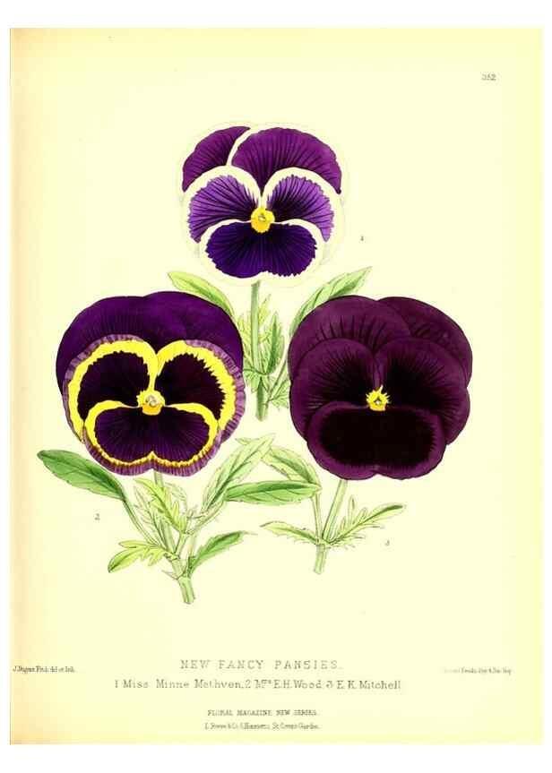 Reproducción/Reproduction 49680705312: The floral magazine;. London,L. Reeve & Co.. 