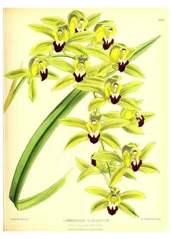 Reproducción/Reproduction 49679882523: The floral magazine;. London,L. Reeve & Co.. 