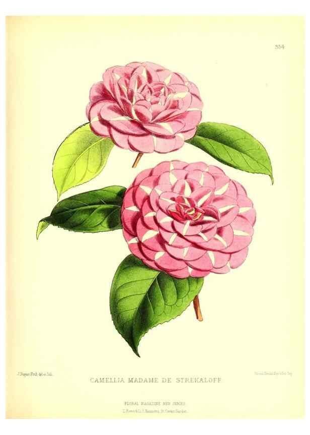 Reproducción/Reproduction 49680705777: The floral magazine;. London,L. Reeve & Co.. 