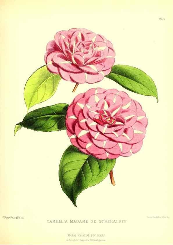 Reproducción/Reproduction 49680705777: The floral magazine;. London,L. Reeve & Co.. 