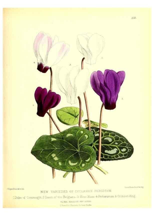 Reproducción/Reproduction 49680705972: The floral magazine;. London,L. Reeve & Co.. 