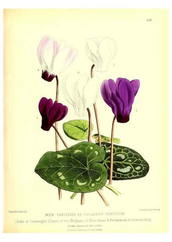 Reproducción/Reproduction 49680705972: The floral magazine;. London,L. Reeve & Co.. 
