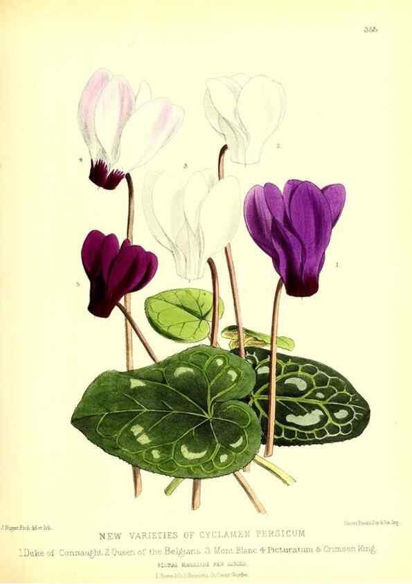 Reproducción/Reproduction 49680705972: The floral magazine;. London,L. Reeve & Co.. 