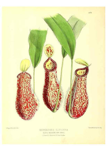 Reproducción/Reproduction 49680802947: The floral magazine;. London,L. Reeve & Co.. 