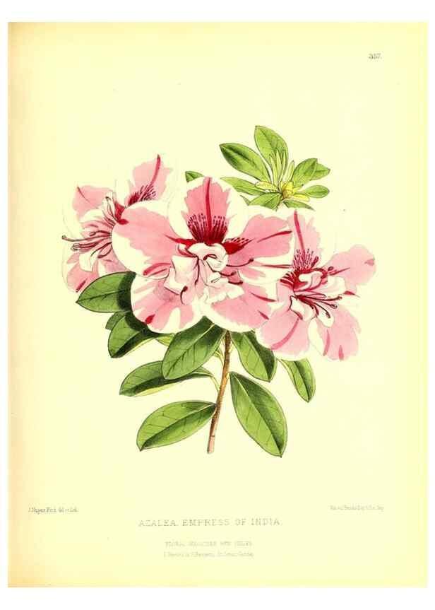 Reproducción/Reproduction 49679883338: The floral magazine;. London,L. Reeve & Co.. 