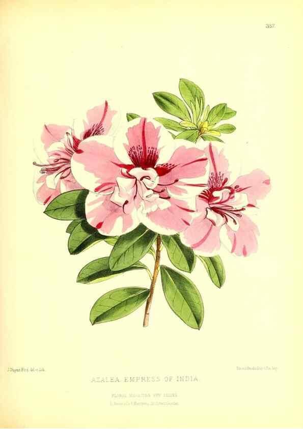 Reproducción/Reproduction 49679883338: The floral magazine;. London,L. Reeve & Co.. 