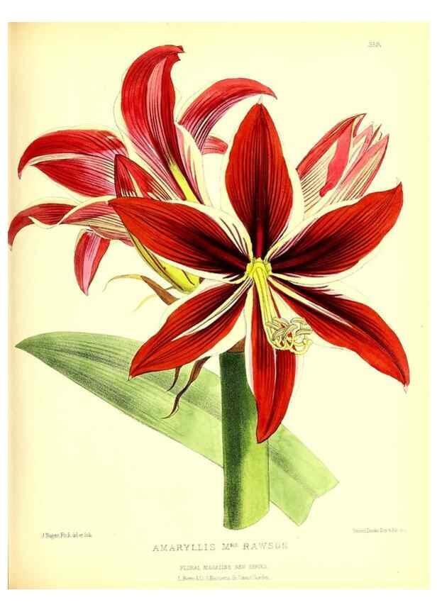 Reproducción/Reproduction 49680706667: The floral magazine;. London,L. Reeve & Co.. 