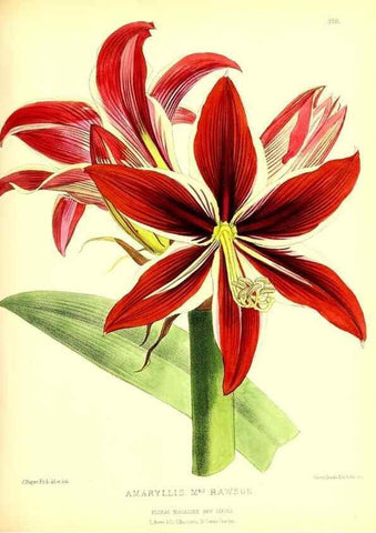 Reproducción/Reproduction 49680706667: The floral magazine;. London,L. Reeve & Co.. 
