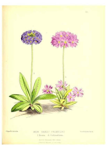 Reproducción/Reproduction 49679883868: The floral magazine;. London,L. Reeve & Co.. 