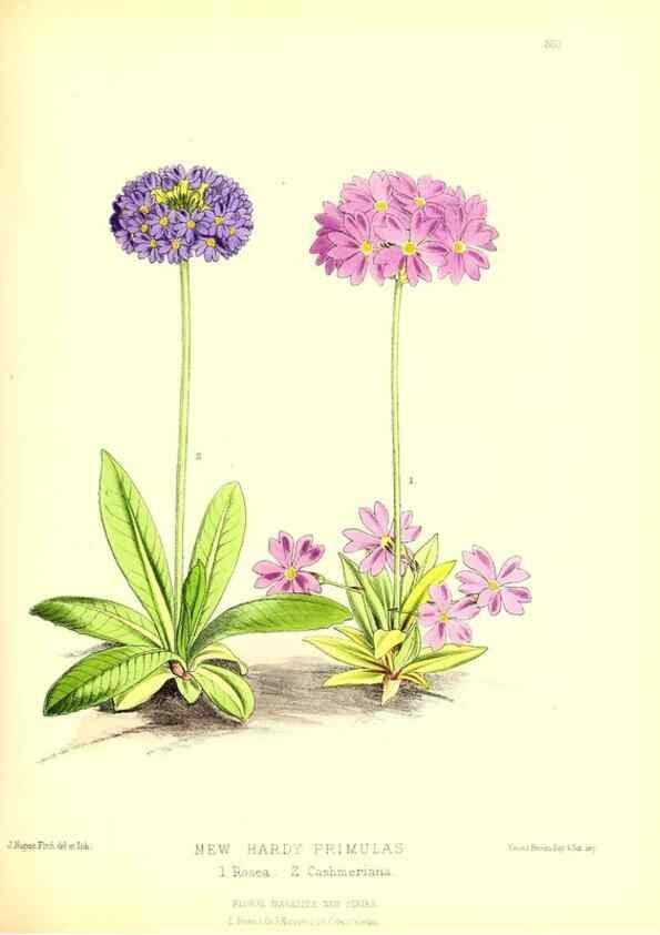 Reproducción/Reproduction 49679883868: The floral magazine;. London,L. Reeve & Co.. 