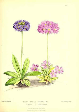 Reproducción/Reproduction 49679883868: The floral magazine;. London,L. Reeve & Co.. 