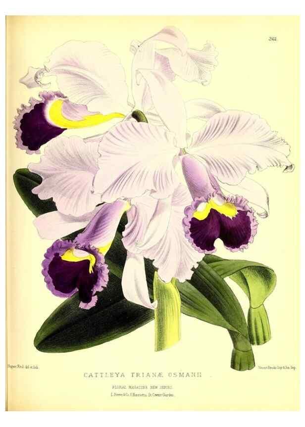 Reproducción/Reproduction 49680707037: The floral magazine;. London,L. Reeve & Co.. 