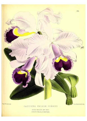 Reproducción/Reproduction 49680707037: The floral magazine;. London,L. Reeve & Co.. 