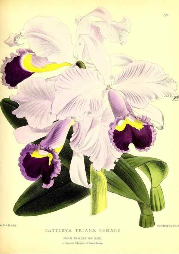 Reproducción/Reproduction 49680707037: The floral magazine;. London,L. Reeve & Co.. 