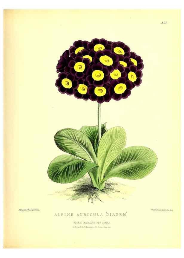 Reproducción/Reproduction 49680416191: The floral magazine;. London,L. Reeve & Co.. 