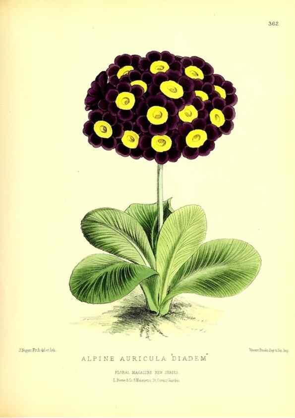 Reproducción/Reproduction 49680416191: The floral magazine;. London,L. Reeve & Co.. 