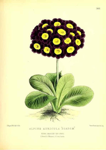 Reproducción/Reproduction 49680416191: The floral magazine;. London,L. Reeve & Co.. 