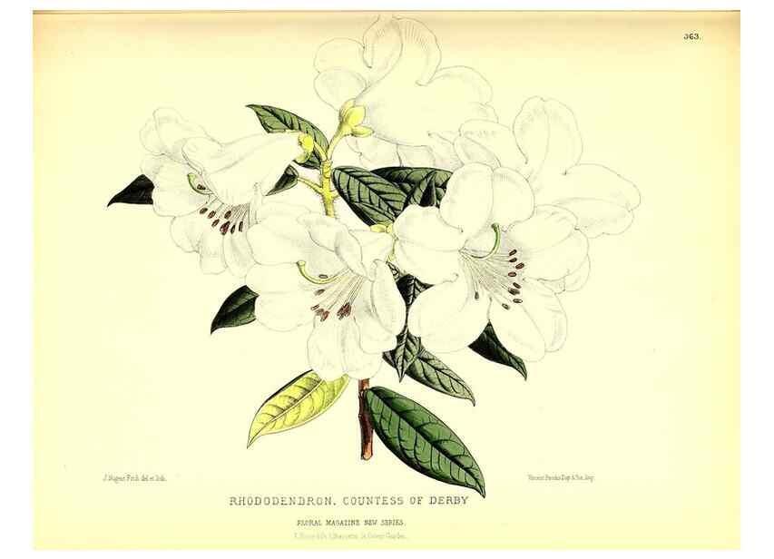 Reproducción/Reproduction 49679884513: The floral magazine;. London,L. Reeve & Co.. 
